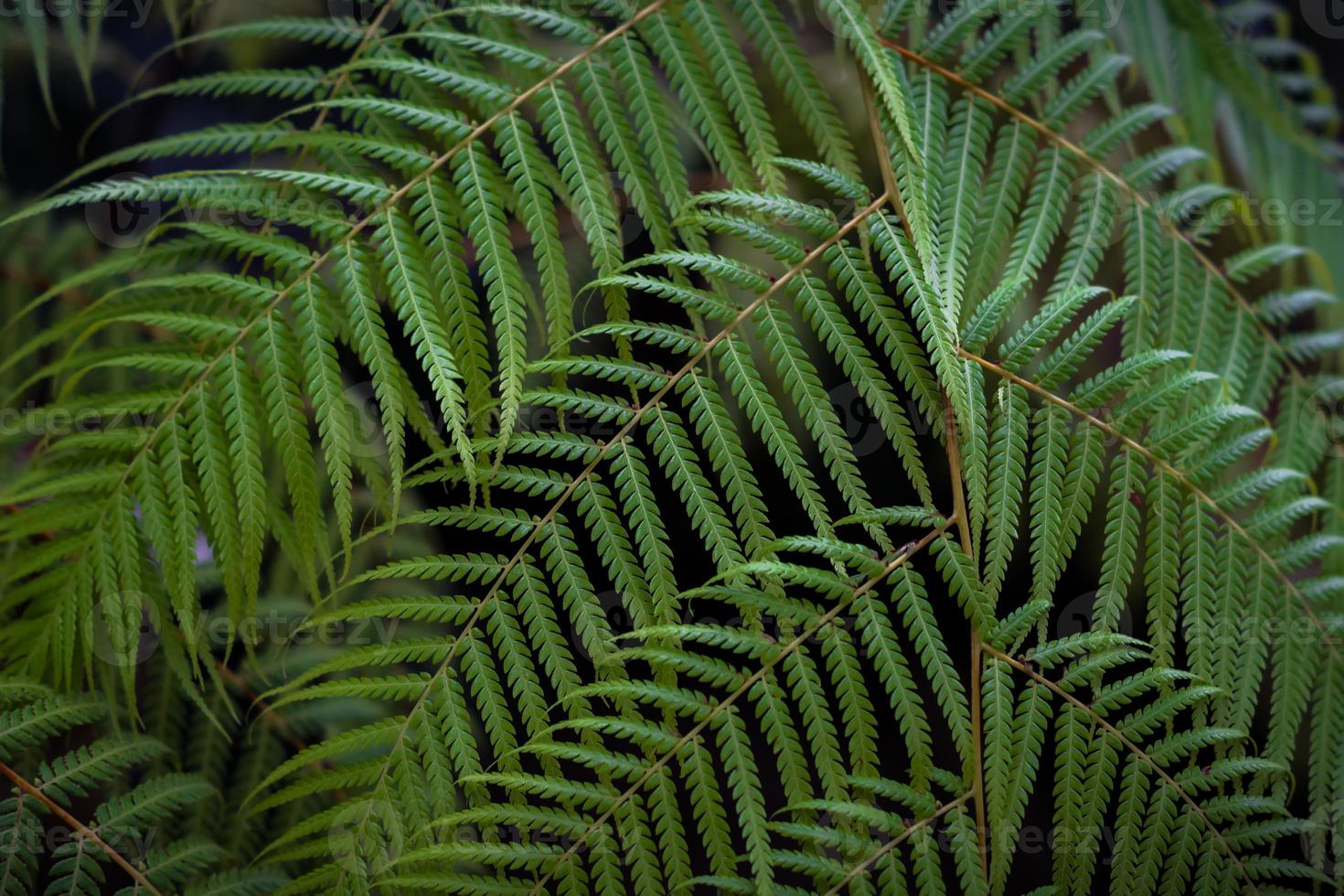 exotic fern closeup background photo