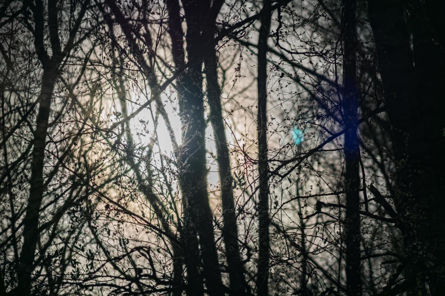 espeluznante bosque oscuro con luz solar, fondo místico foto