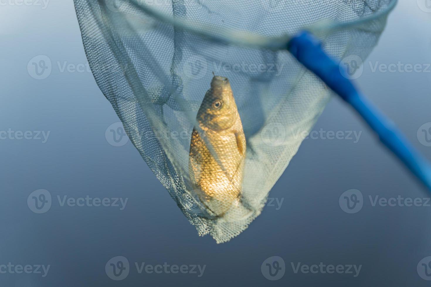 Crucian in hoop-net on water background photo