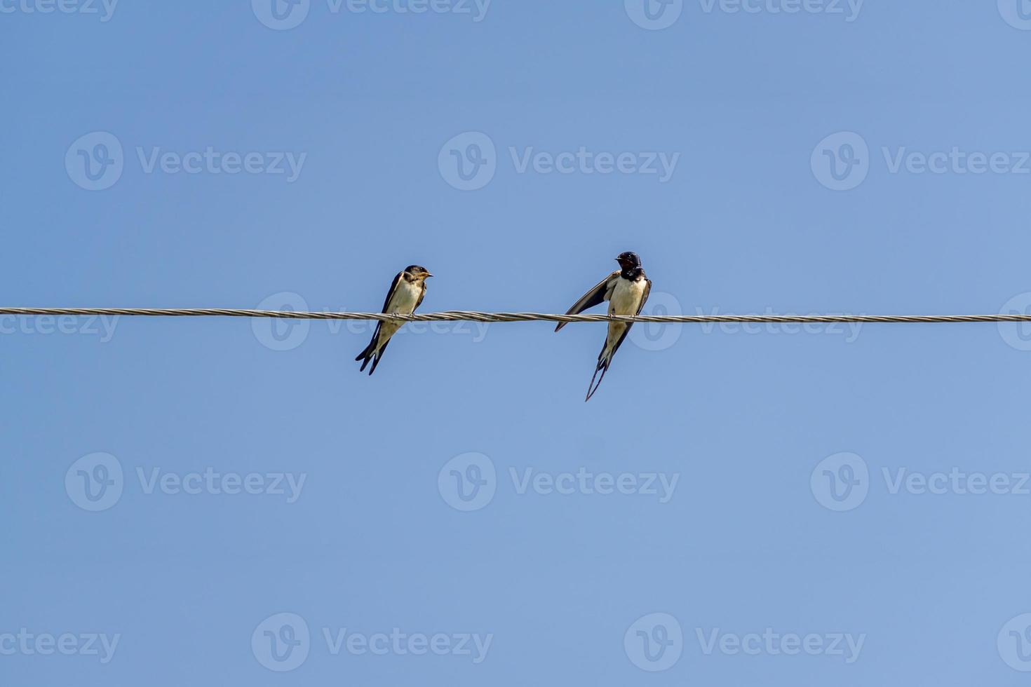 golondrinas sentadas en cables contra el cielo azul en un día soleado foto