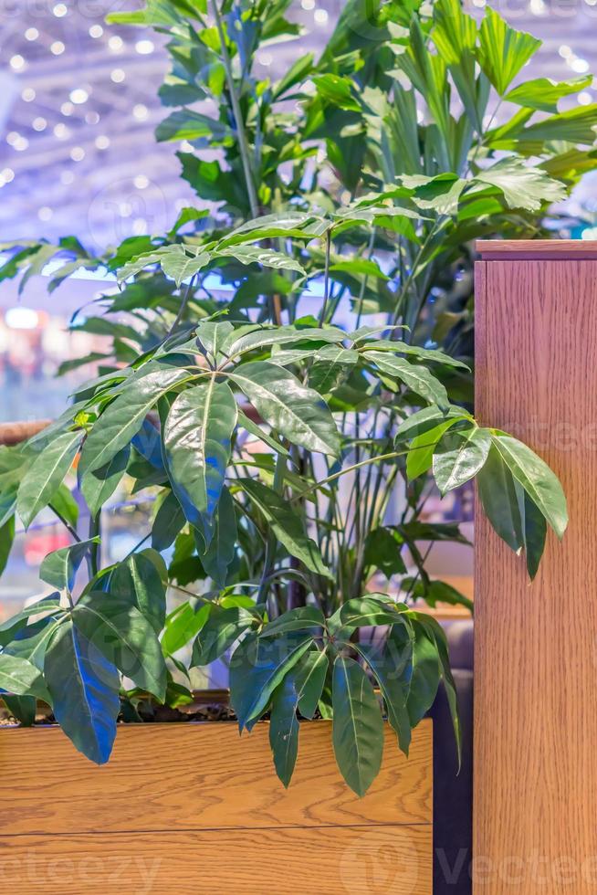tropic plant in wooden pot indoors photo