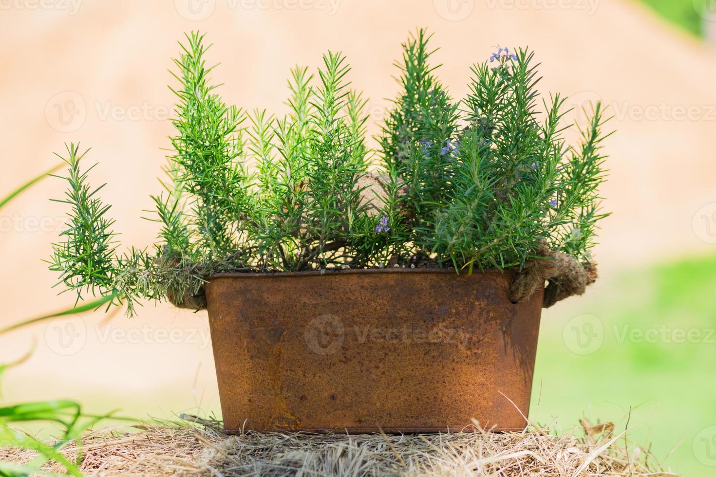 garden decoration - blooming herb in metal rusty pot outdoors photo