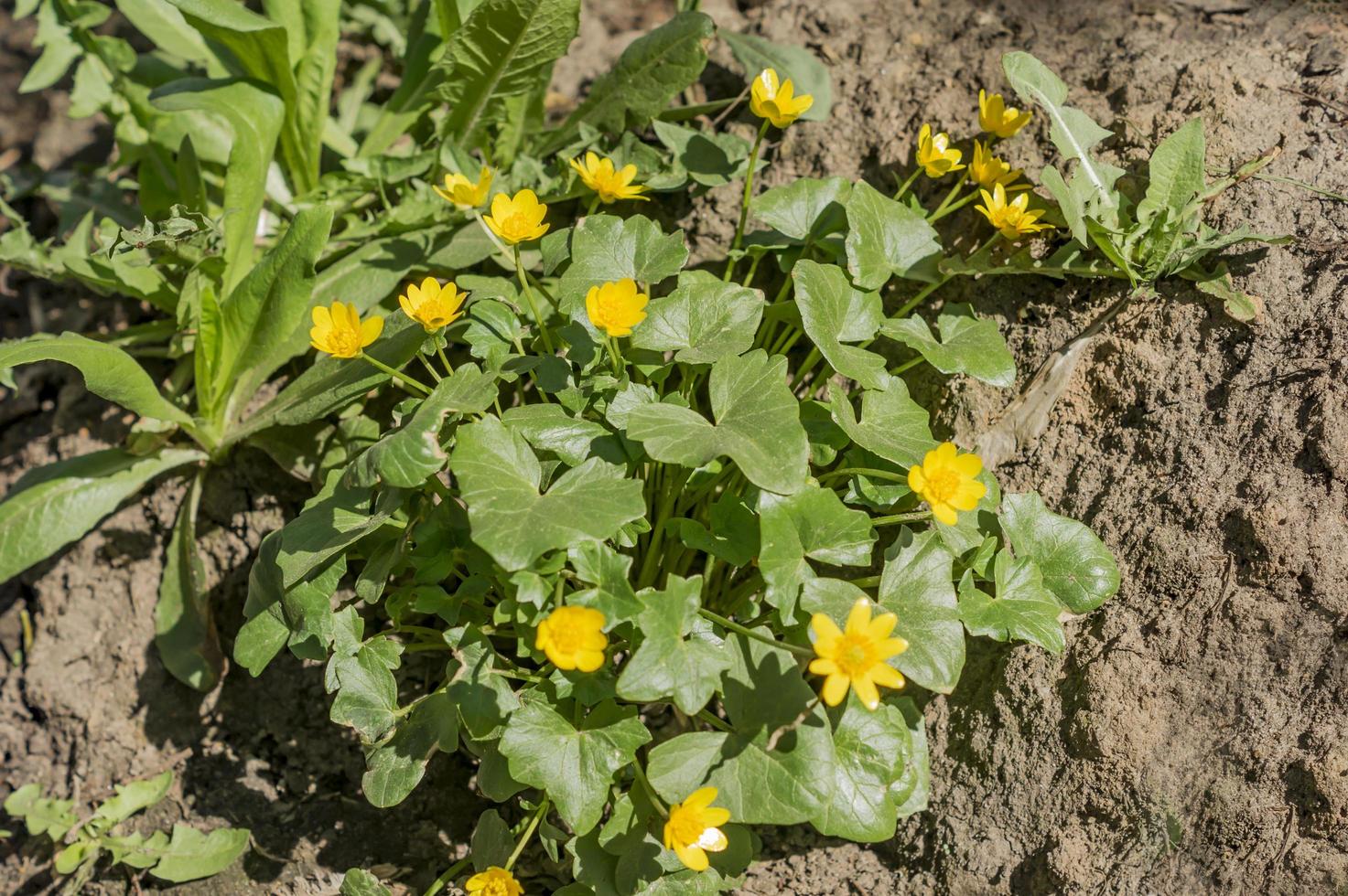 first city wild flowers after winter photo