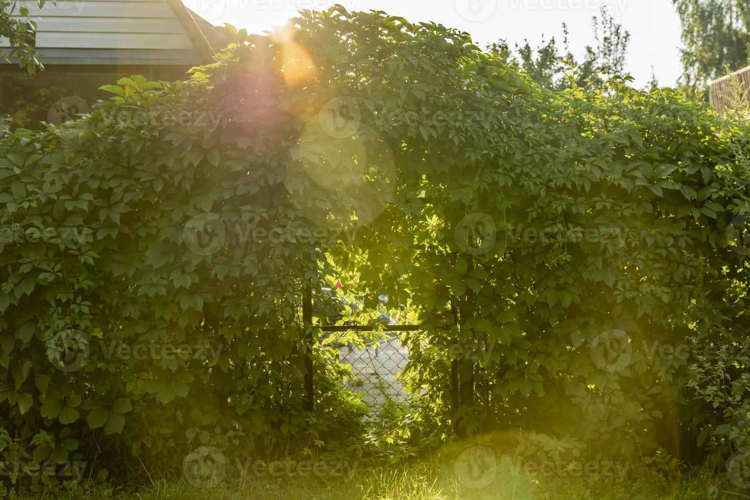 closed Metal Gate And Virginia Creeper Parthenocissus Quinquefolia Covered Fences In Summer Garden. photo