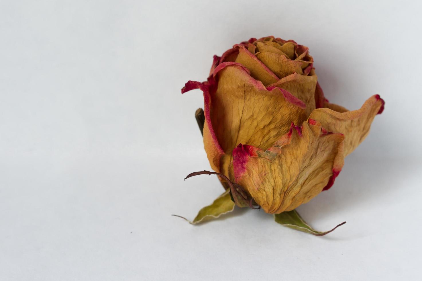 dry roses in white background photo