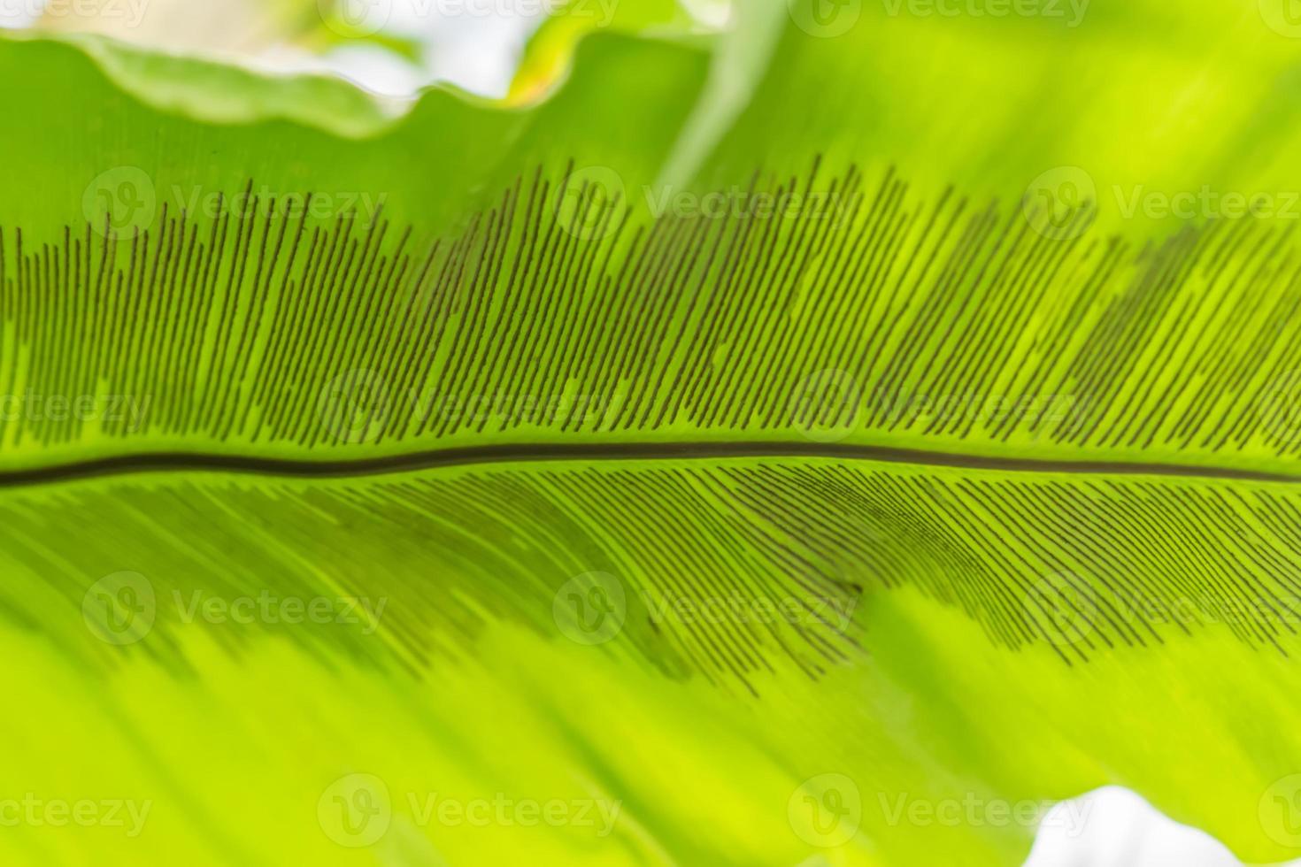 green leaf background photo