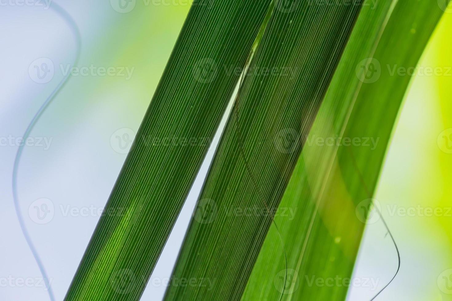 fondo de hojas verdes foto