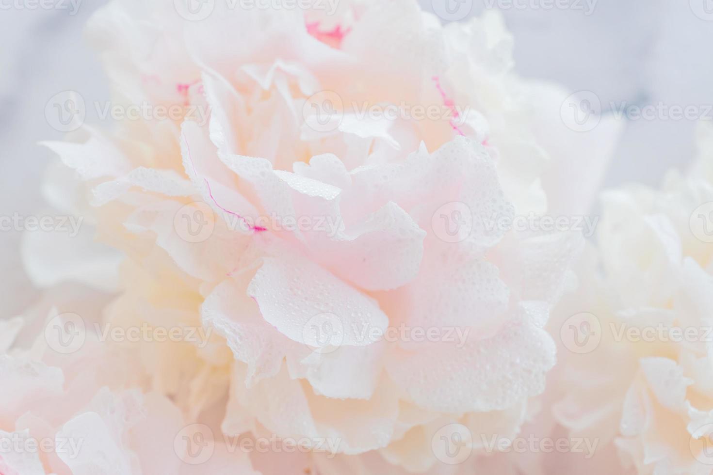 Close up of blooming tender white peony. Soft focus. Floral background photo