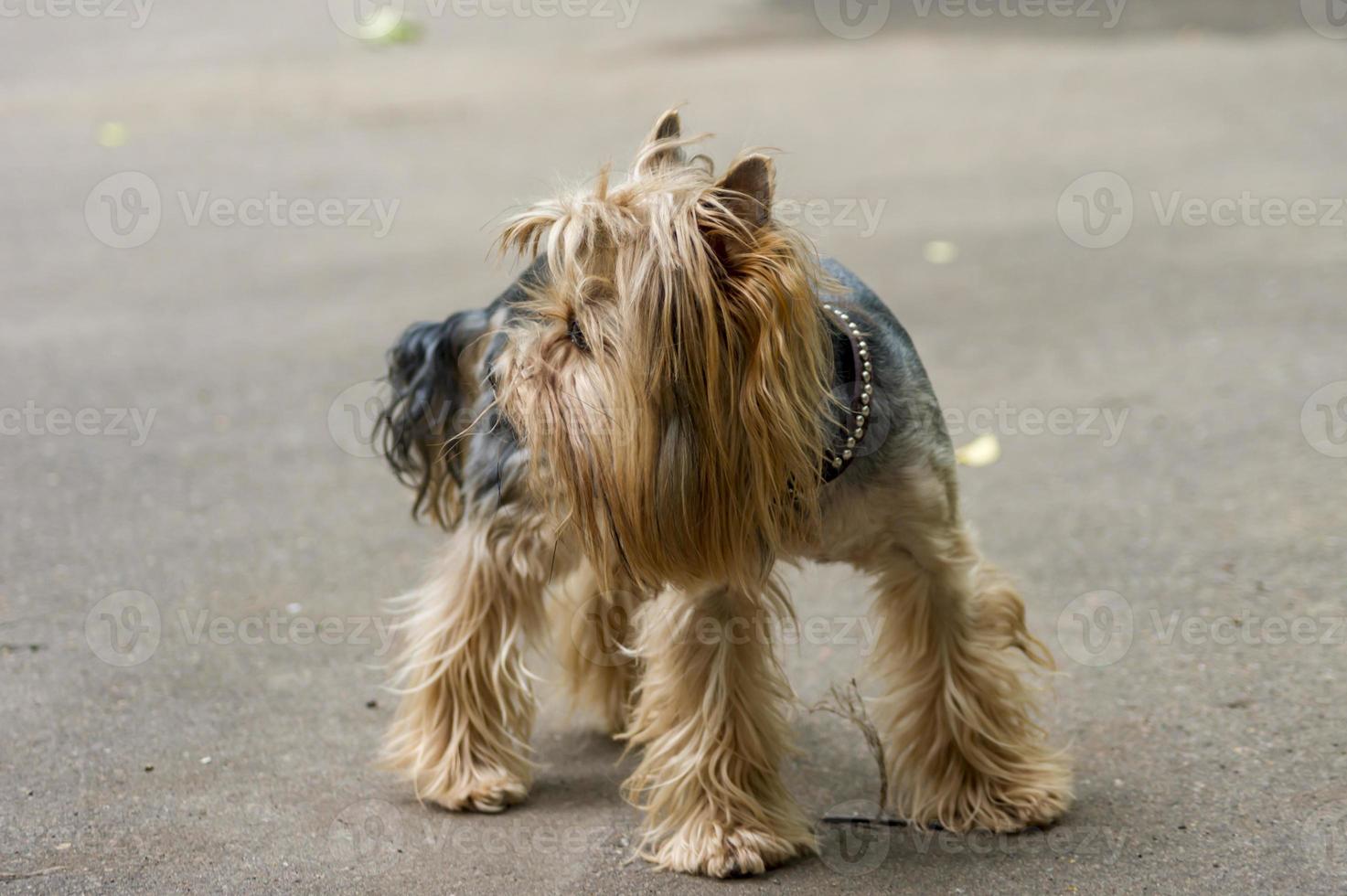 Yorkshire Terrier dog standing on the road photo