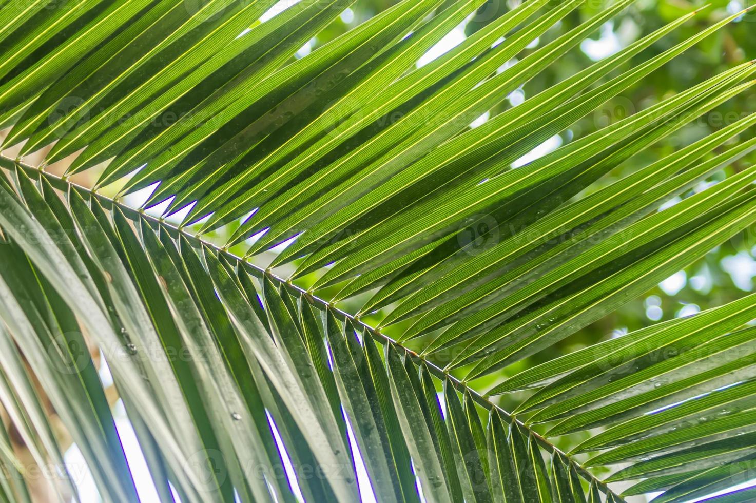 background of green palm leaf photo