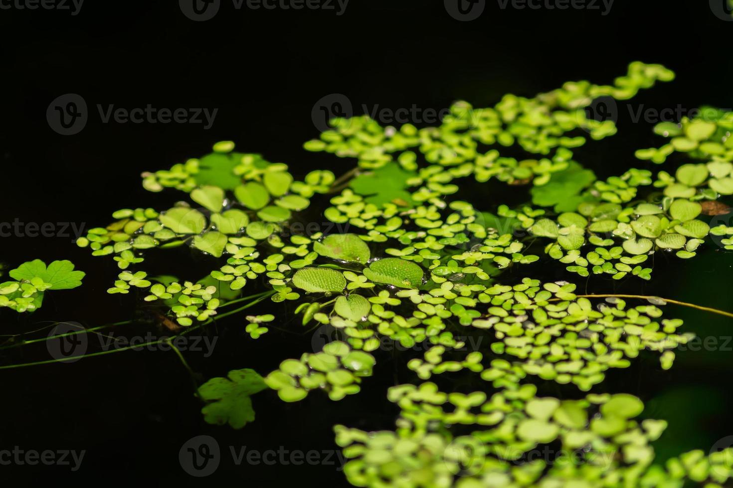 Duckweed Leaves float on water surface in garden photo