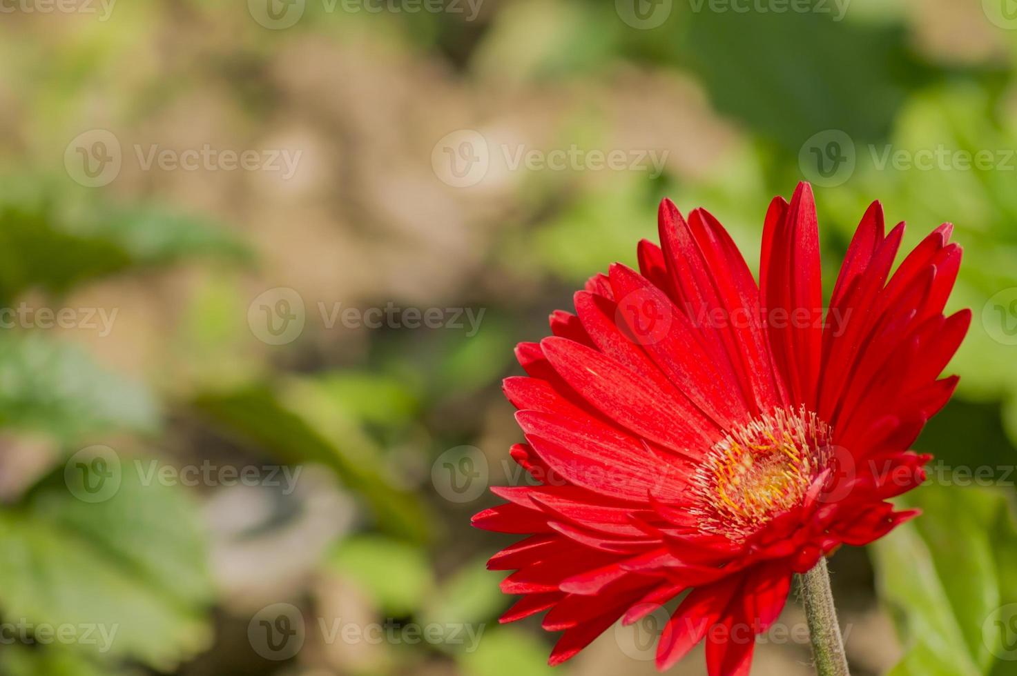red gerbera on green background photo