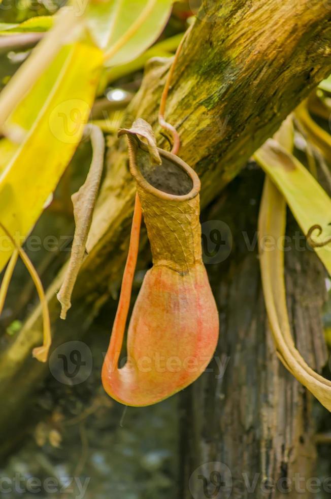 closeup of carnivorous plant, flycatcher photo