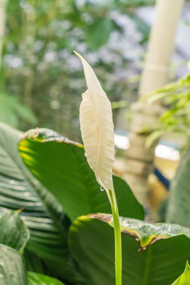 Spathiphyllum in bloom closeup photo