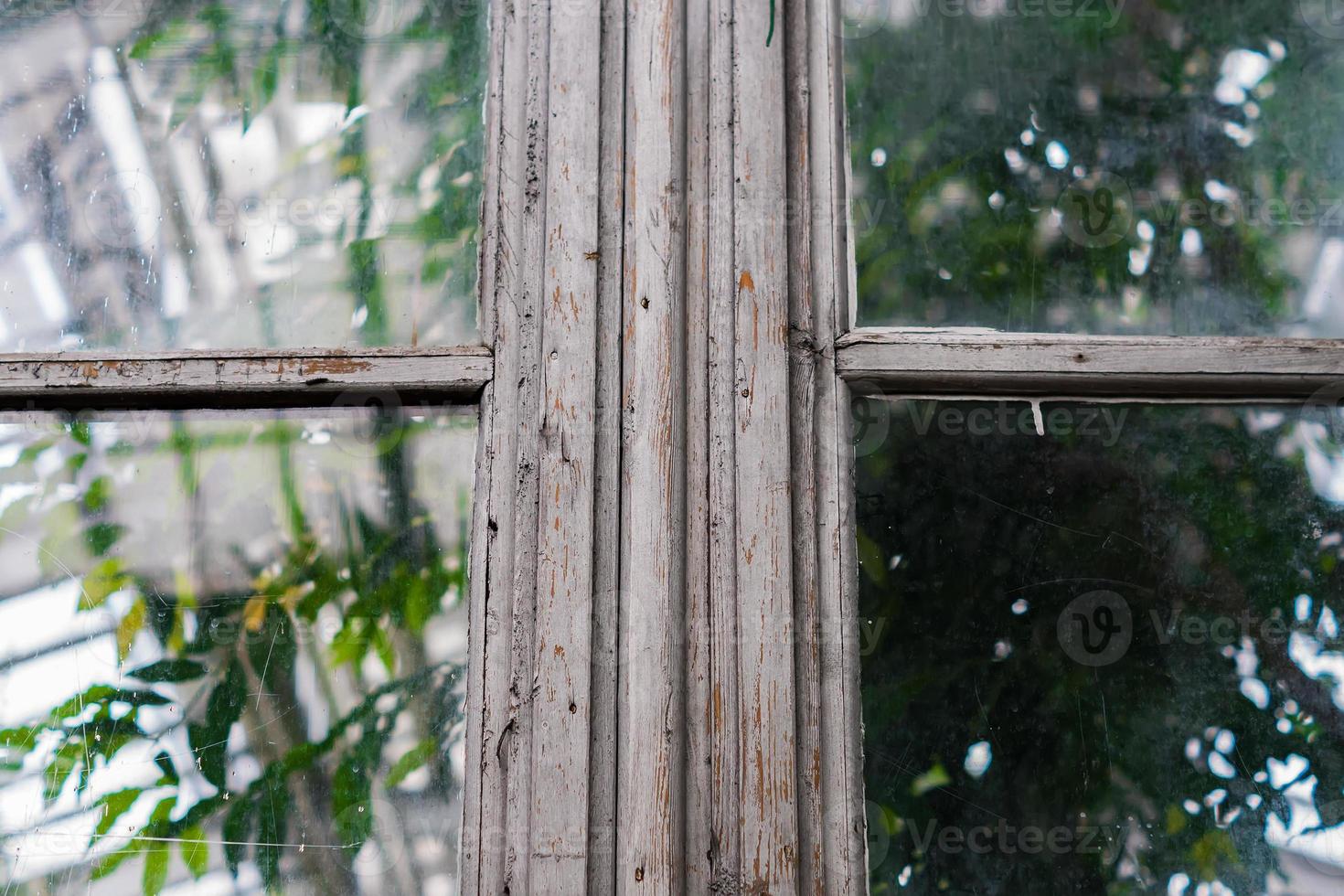 old wooden window frame with dirty glass. Green trees behind the window photo