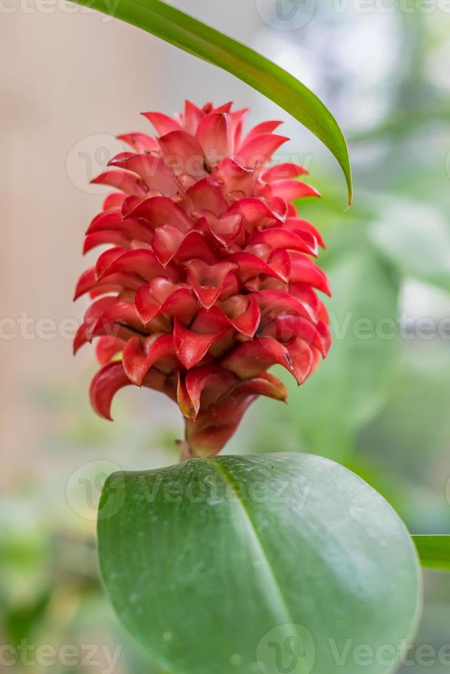 Tapeinochilos ananassae closeup 9978436 Stock Photo at Vecteezy