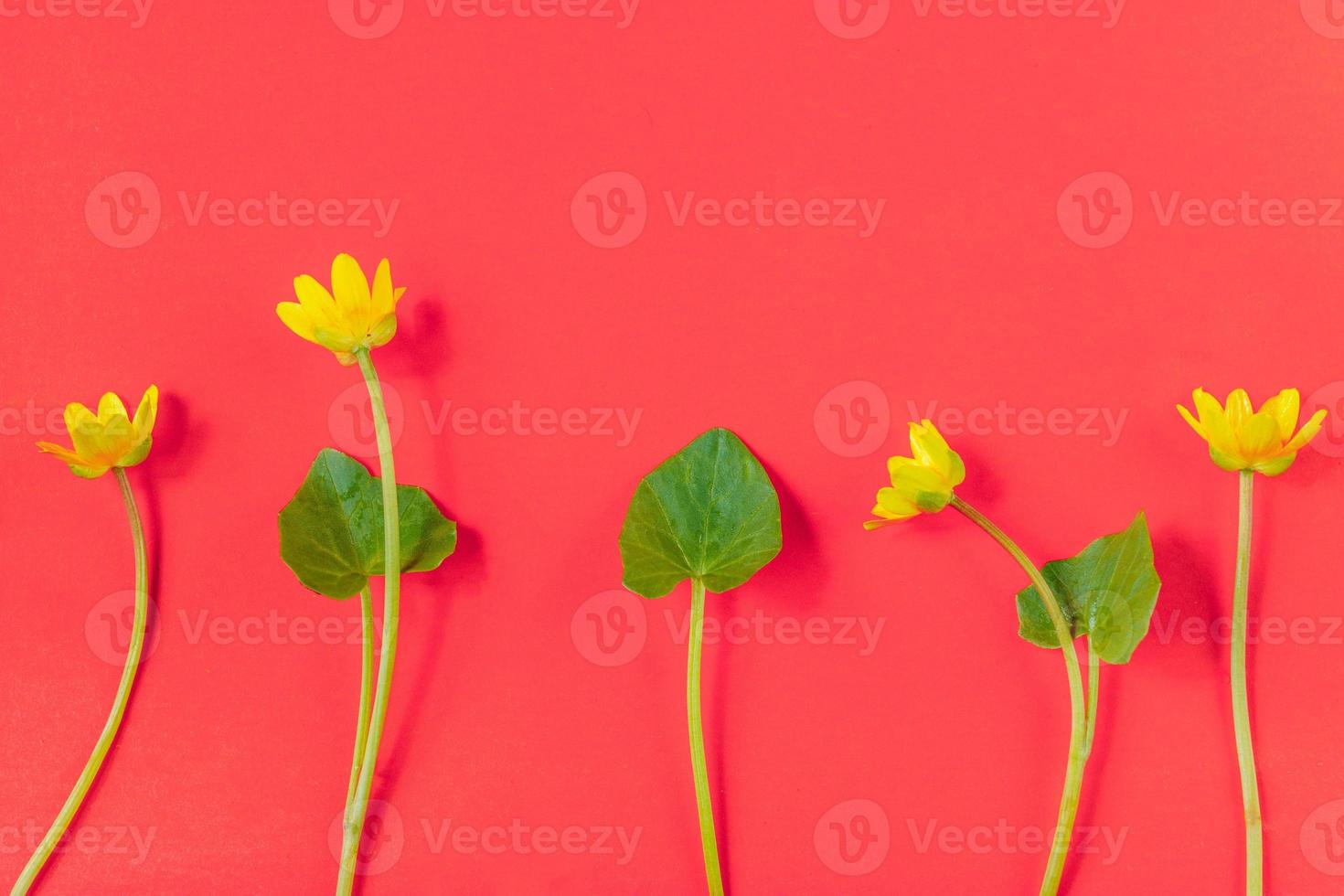Ficaria verna on red background, first spring flower, colorful pattern photo