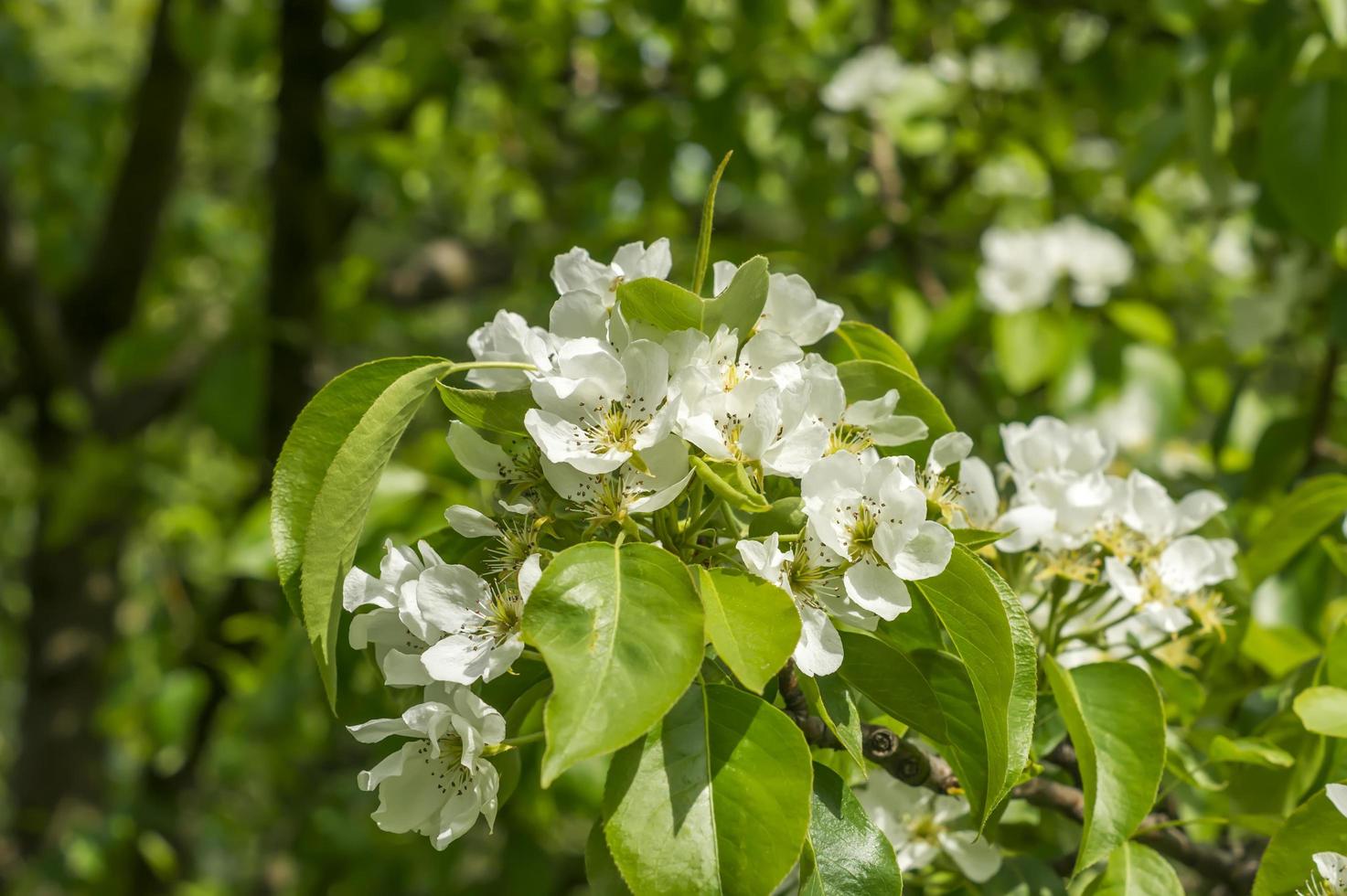 apple tree blossom. white flowers on branch photo
