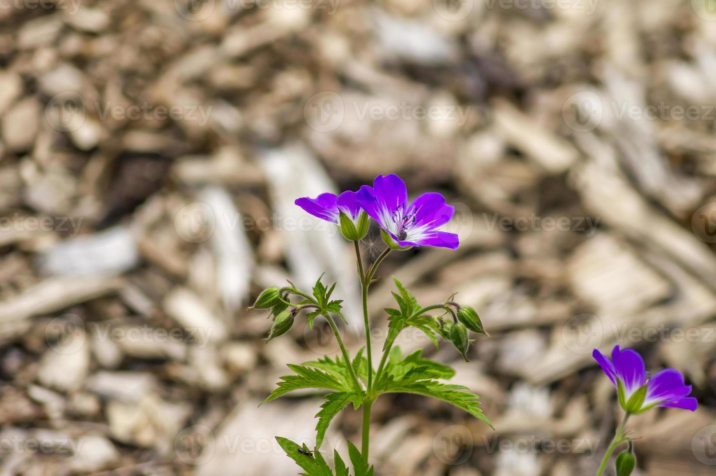 Alpine Wood Cranesbill geranium sylvaticum  spring flower. photo