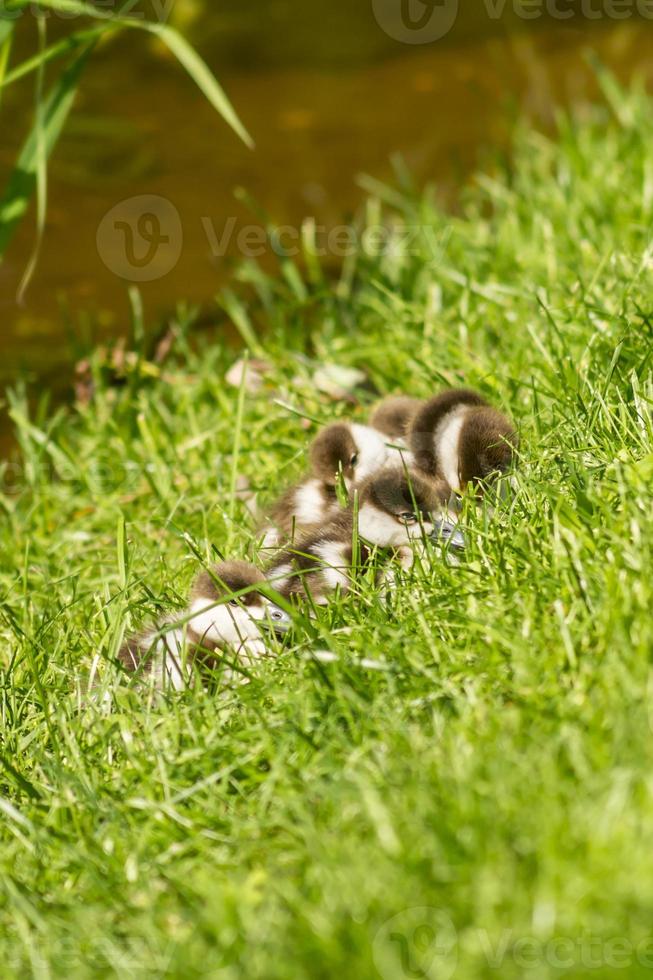 duckling near pond photo