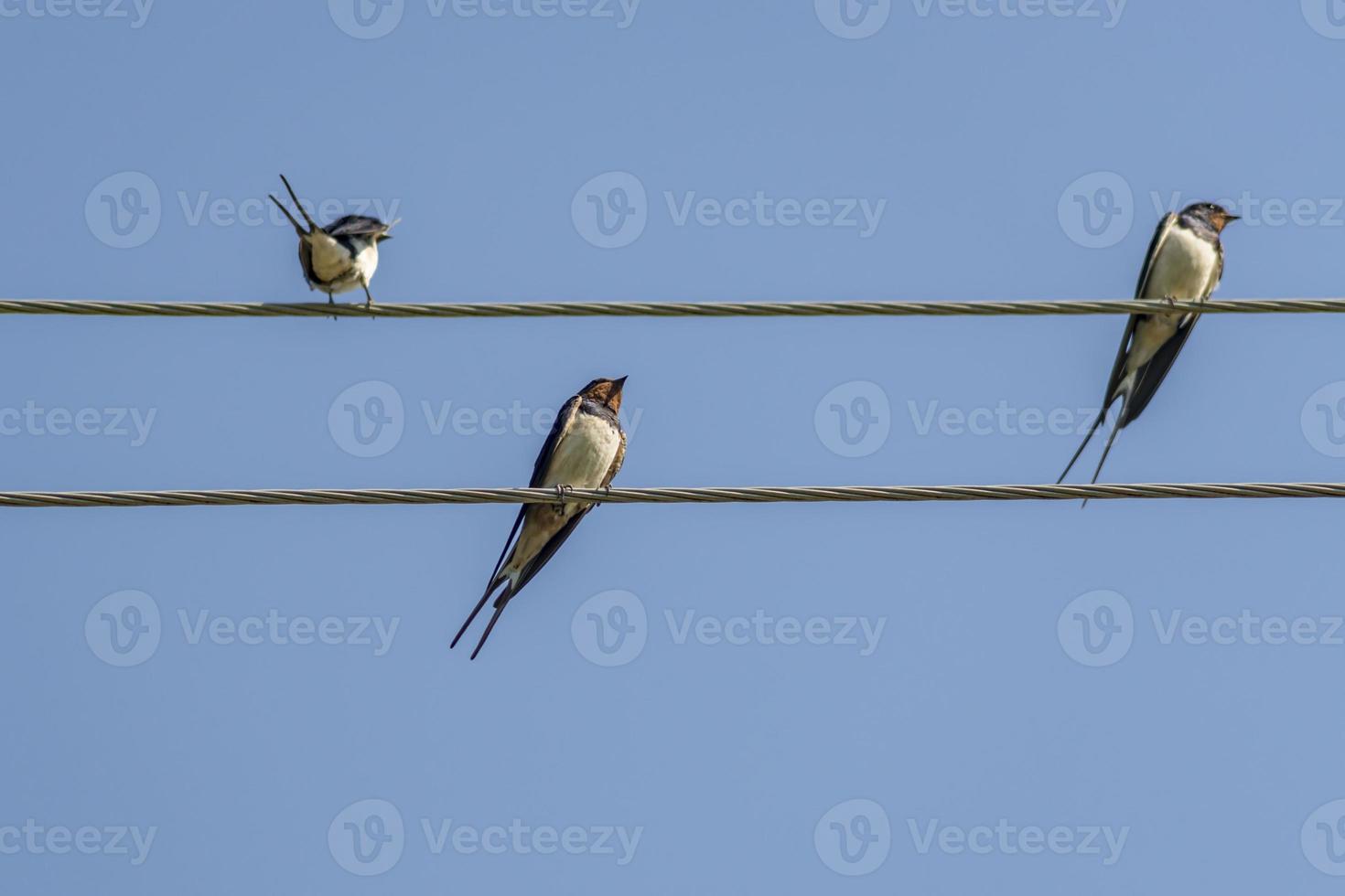 tres golondrinas en un alambre foto