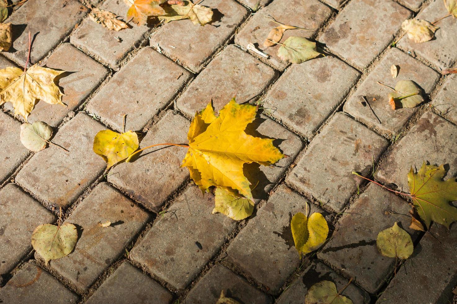 maple leaf on a brick road photo