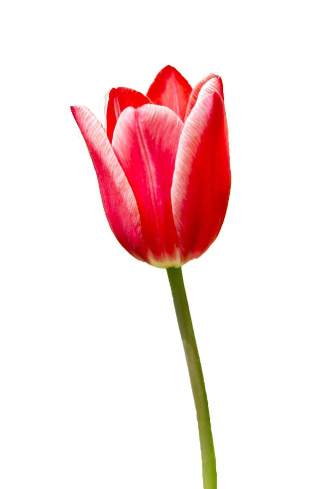 red tulip isolated on white photo