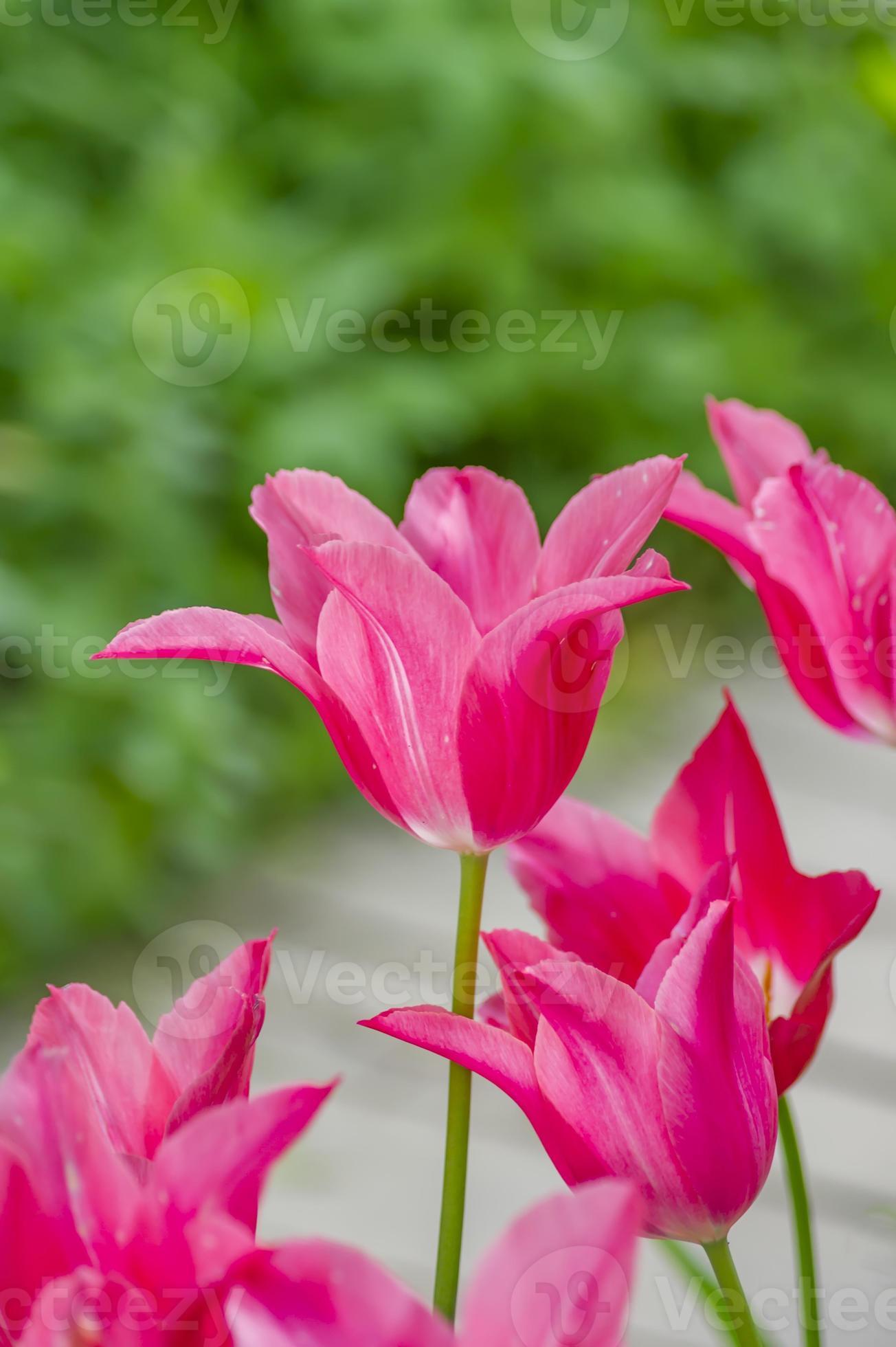 beautiful China pink tulip 9978591 Stock Photo at Vecteezy