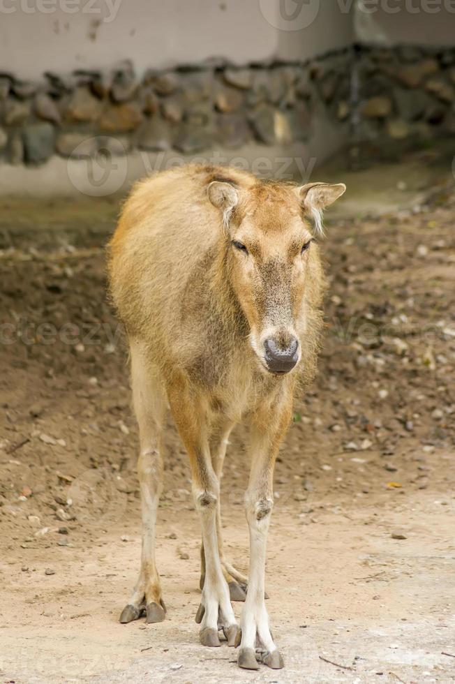 ciervo rojo hembra en el zoológico foto