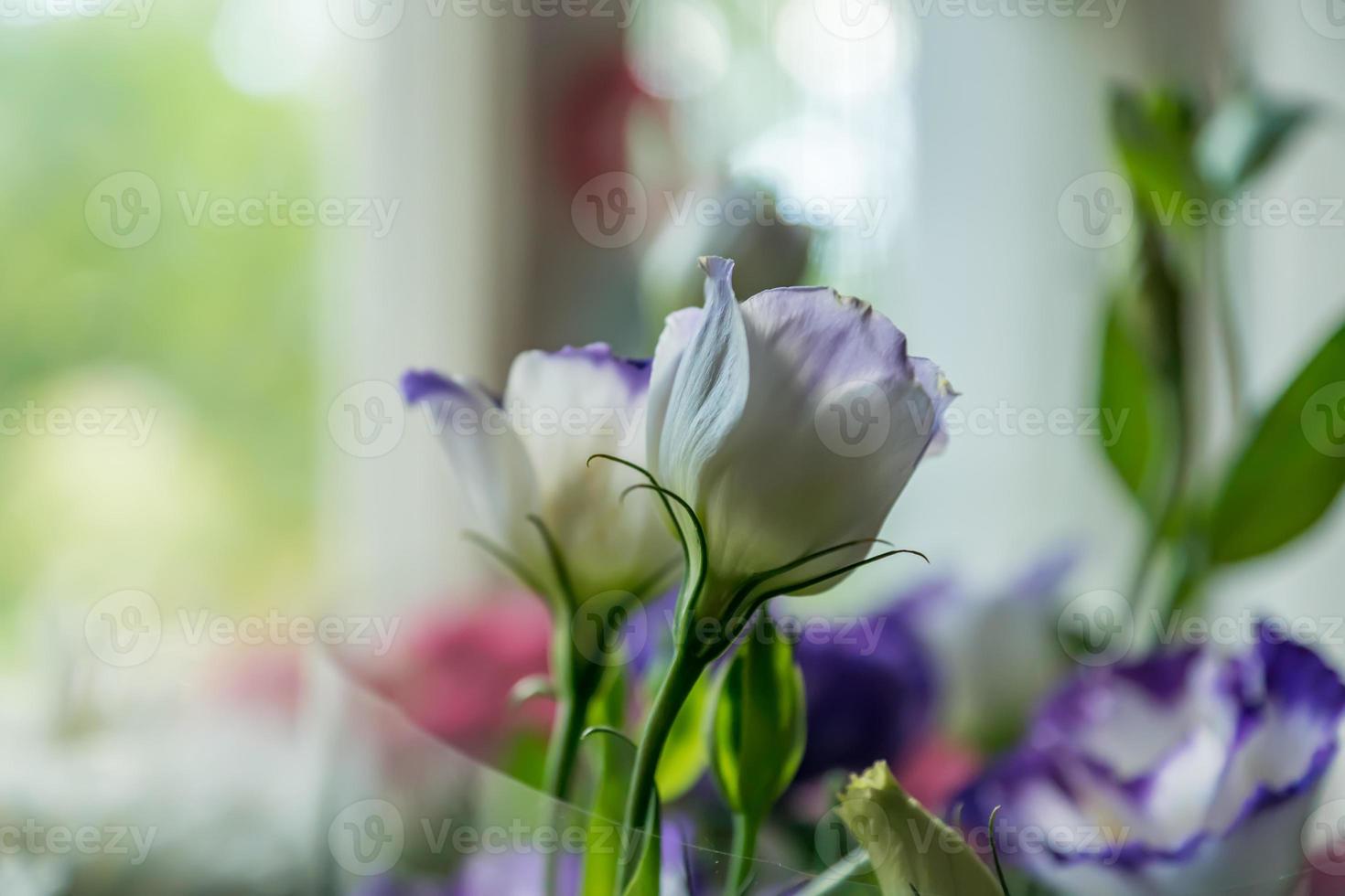 Eustoma closeup. Soft focus photo