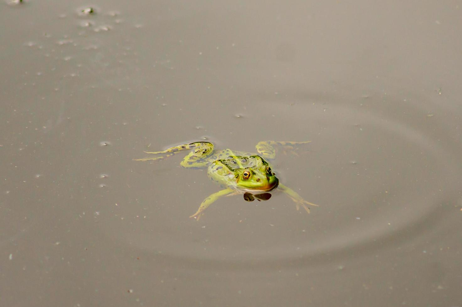 frog in pond photo