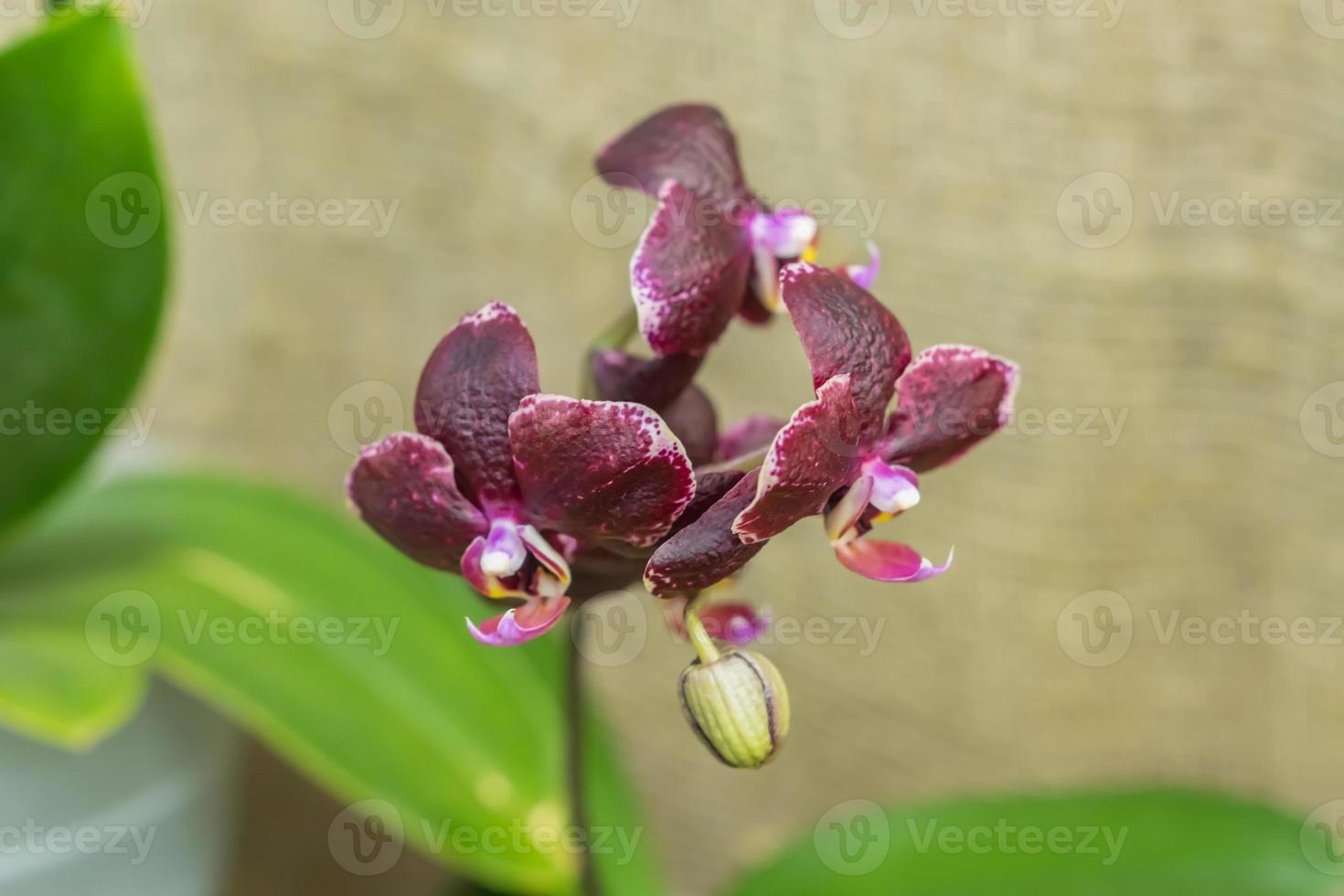 Orquídea negra. jack negro falaenopsis 9978614 Foto de stock en Vecteezy