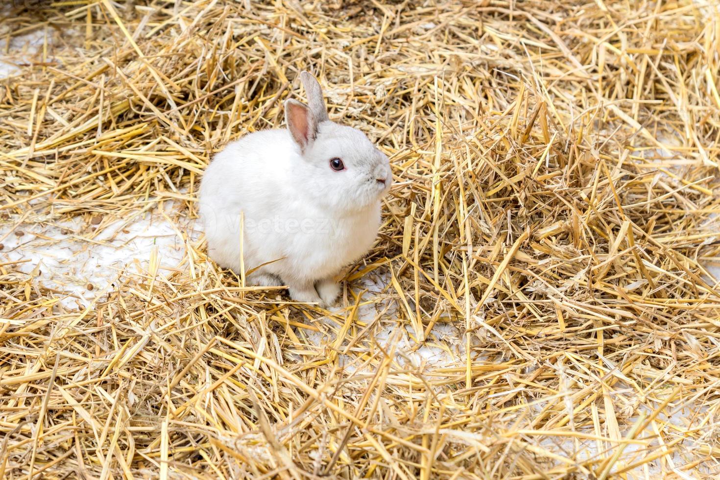 white cute rabbit with long ears and fluffy fur coat sitting in natural hay photo