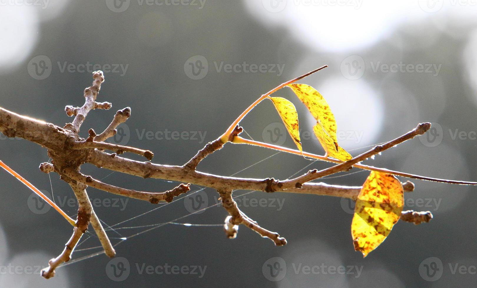 Spider webs - cobwebs on branches and leaves of trees in a city park. photo