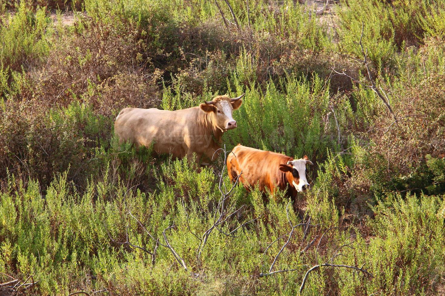 las vacas pastan en un claro del bosque en el norte de israel foto