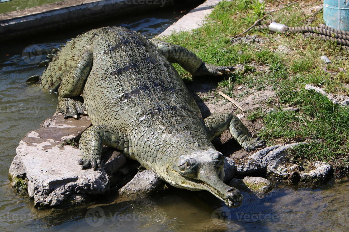 A huge crocodile lies on the grass on the banks of the river. photo