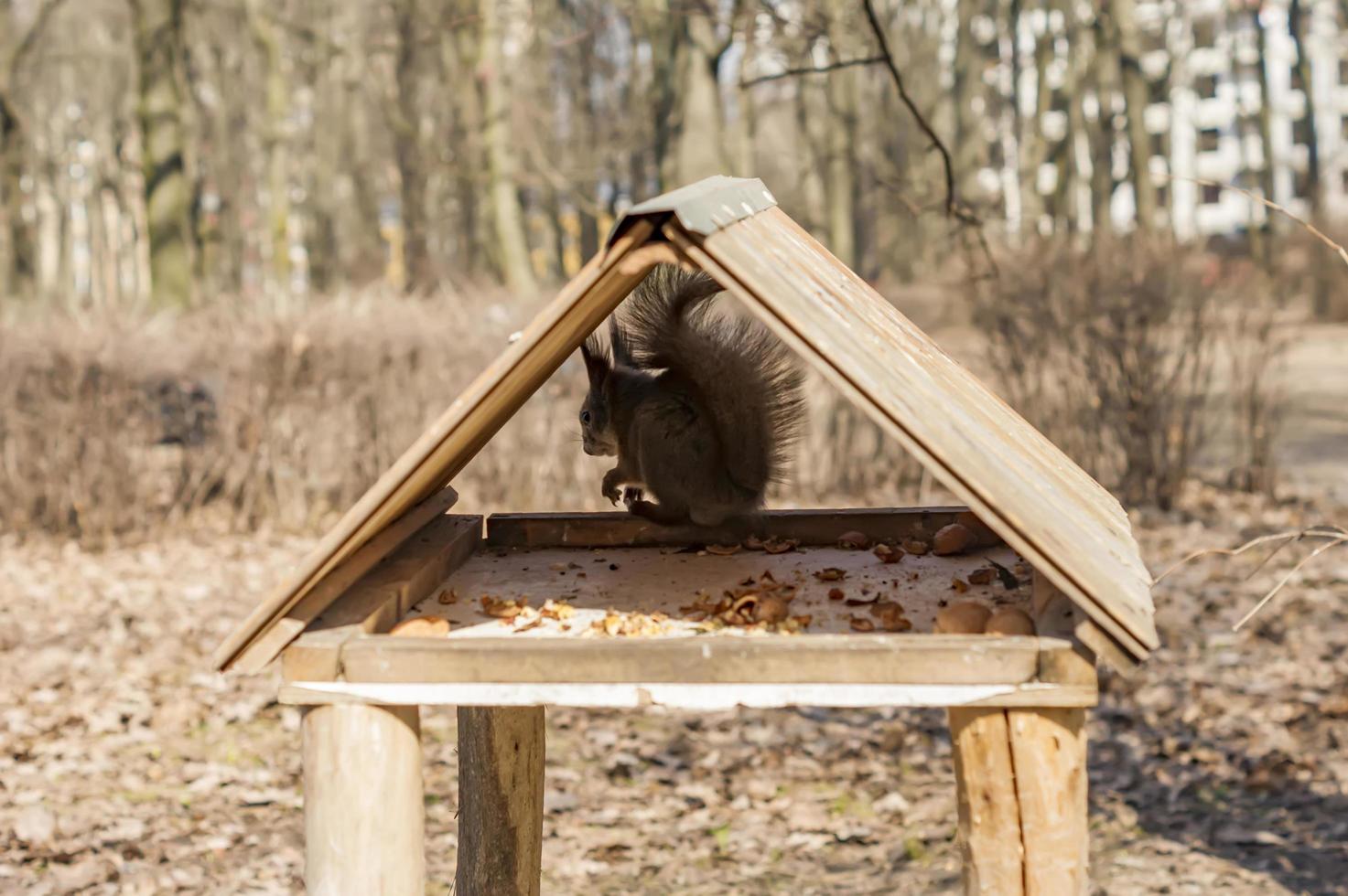 A squirrel with a nut inside the feeder photo