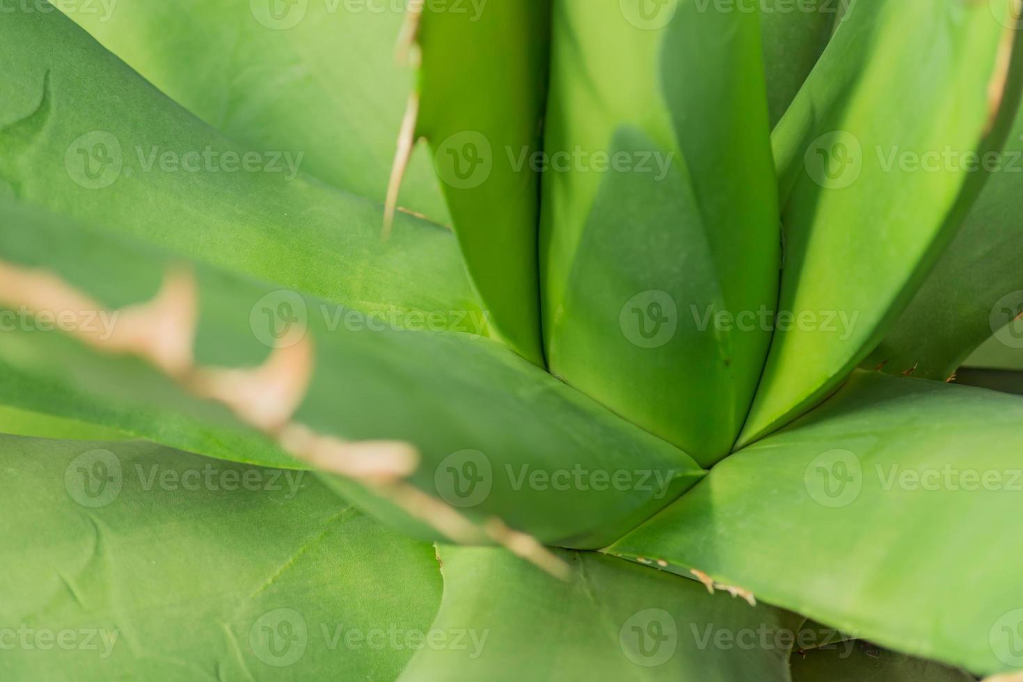 top view of Aloe variegata in pot, natural background photo