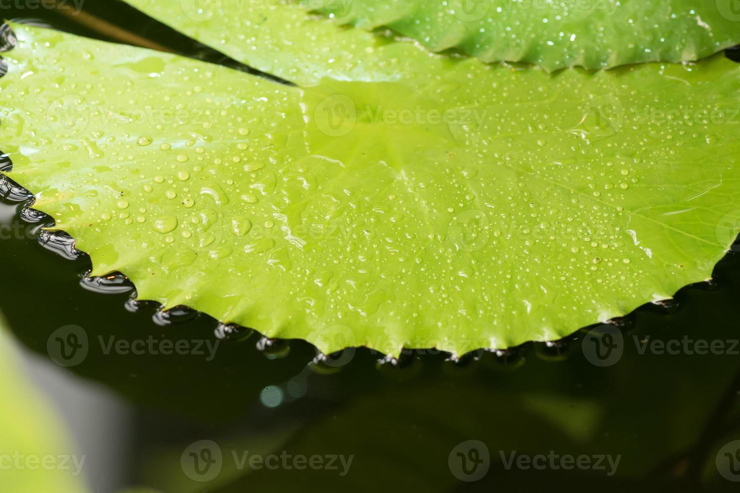 Water lily Leaves float on water surface in garden photo