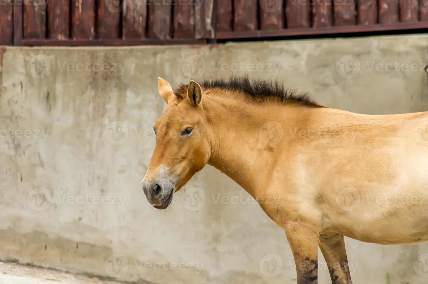 Przewalski horse at the zoo. Wild asian horse Equus ferus przewalskii photo