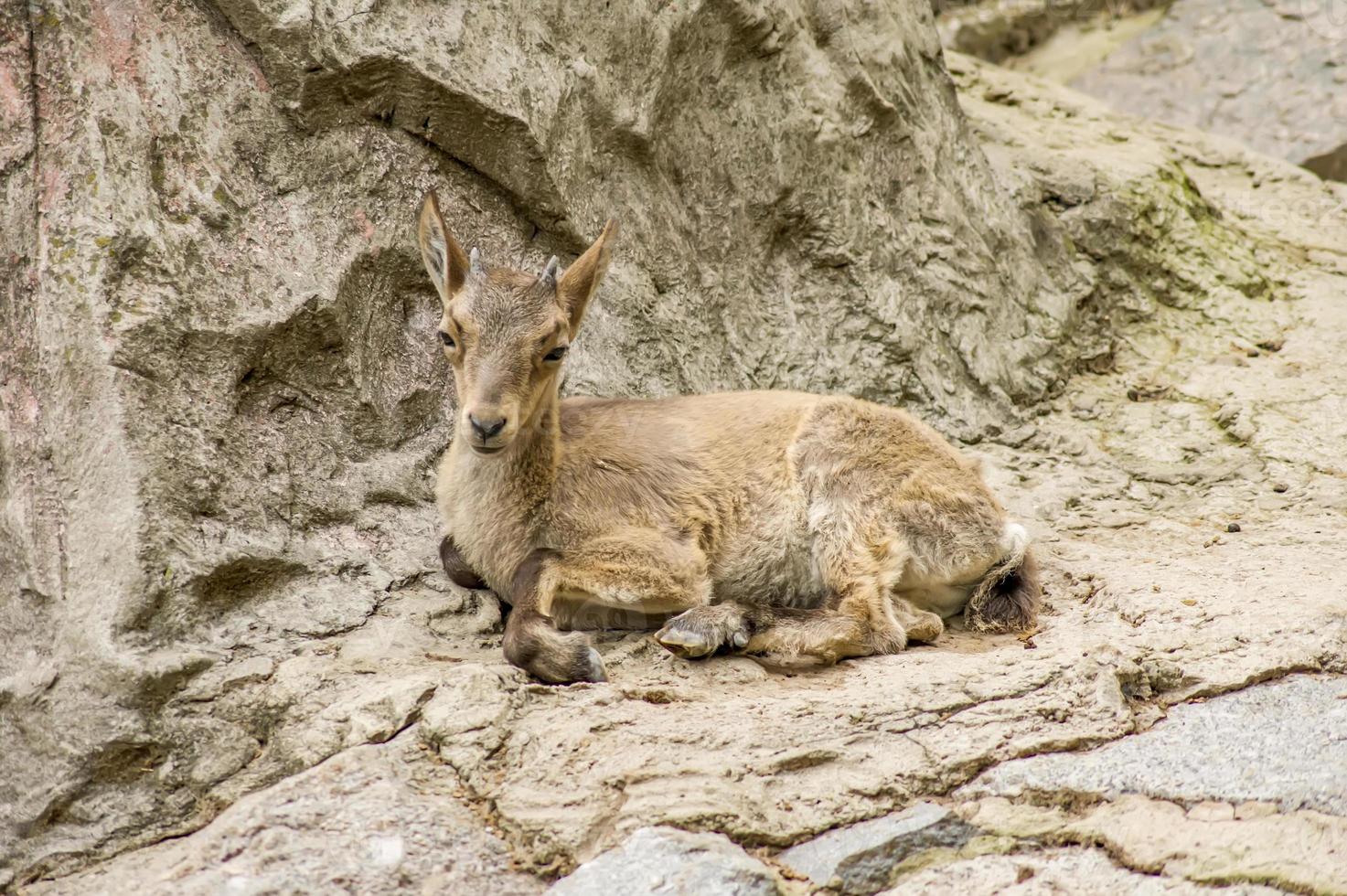 bebé de ciervo rojo yace en las rocas foto