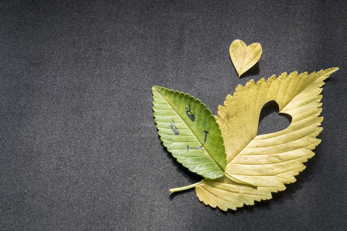 green elm tree leaf with smile face and yellow elm tree with cut heart on grey backgtound photo