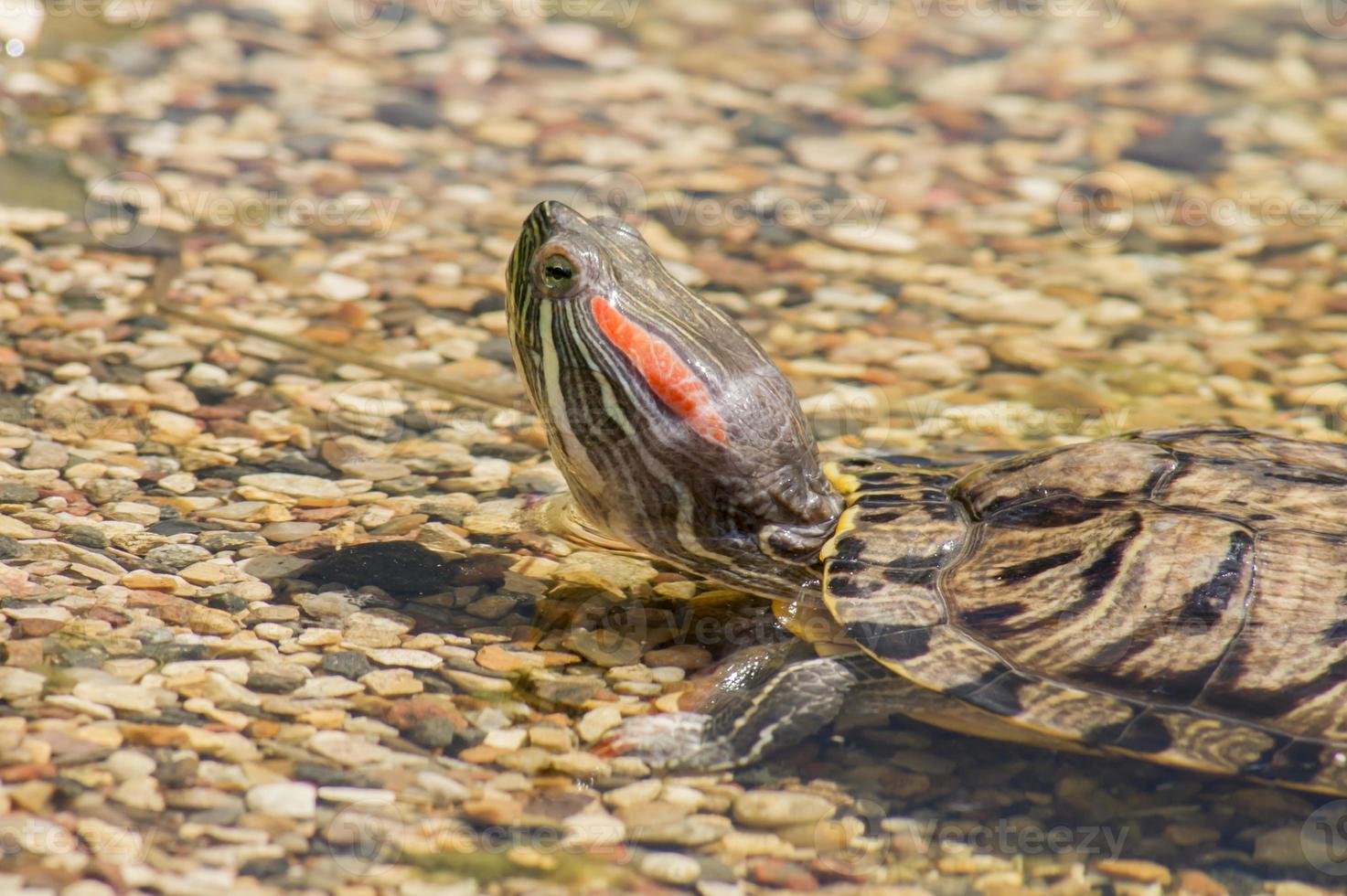 Red eared slider turtle Trachemys scripta elegans resting on stones near water photo