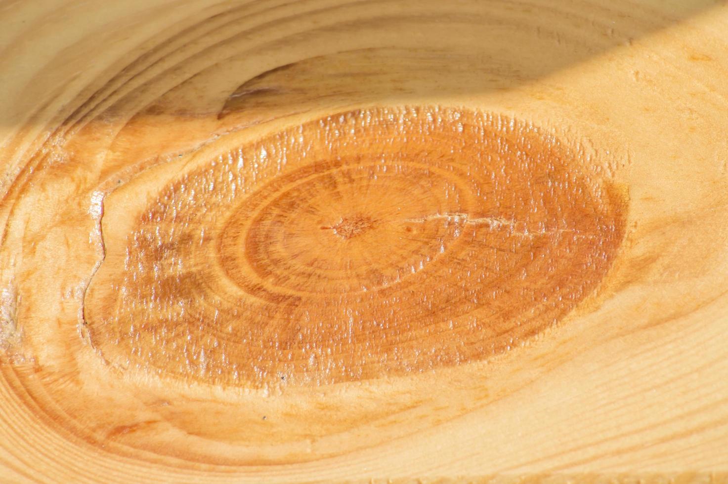 close up of tree cut background photo