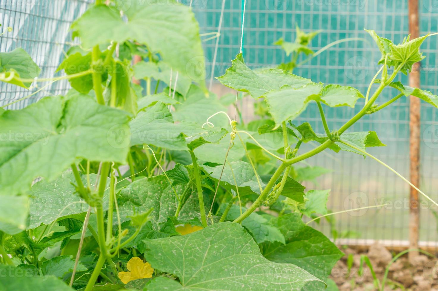 growing cucumbers in greenhouse 9979490 Stock Photo at Vecteezy