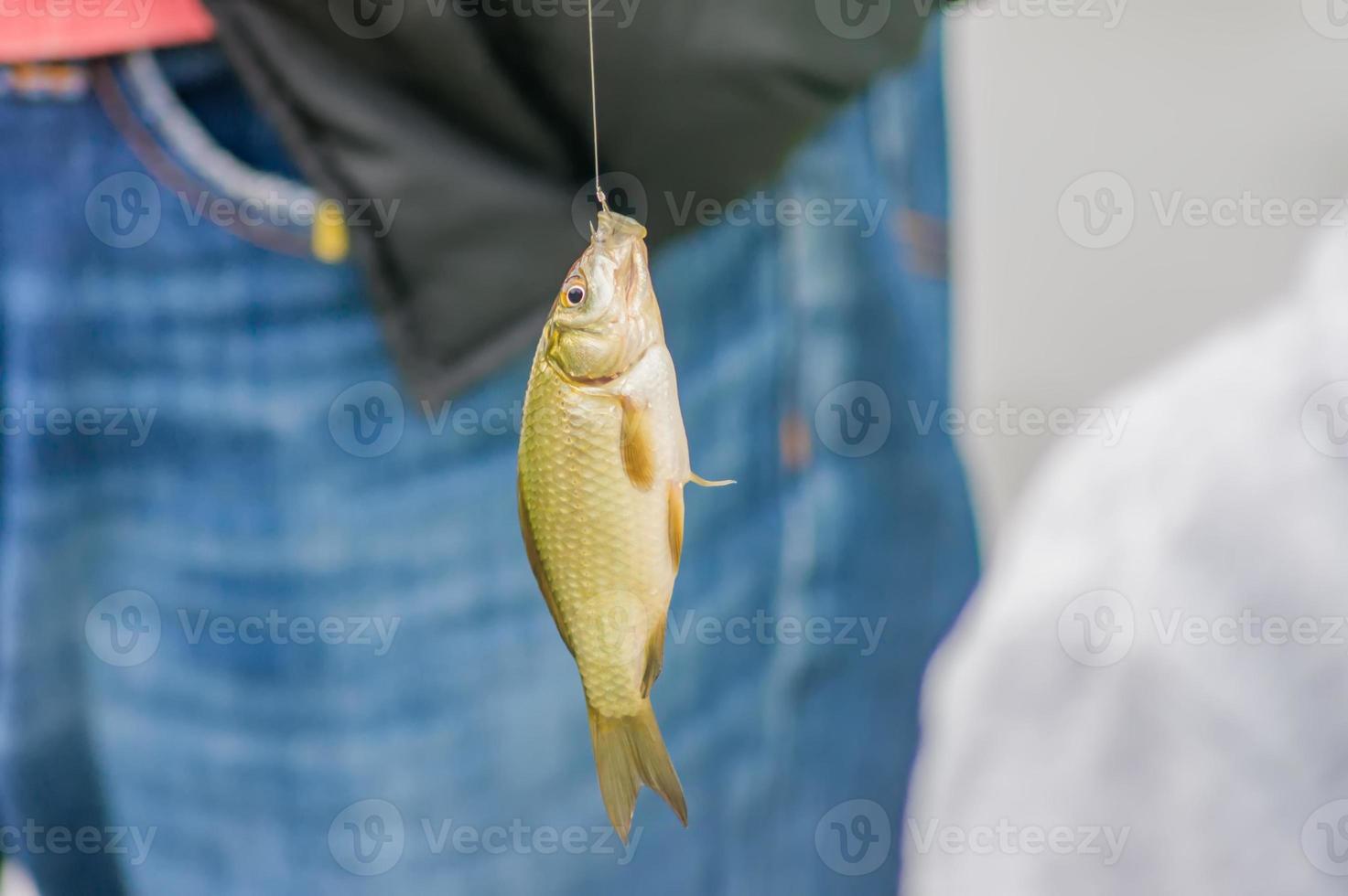 crucian on hook photo