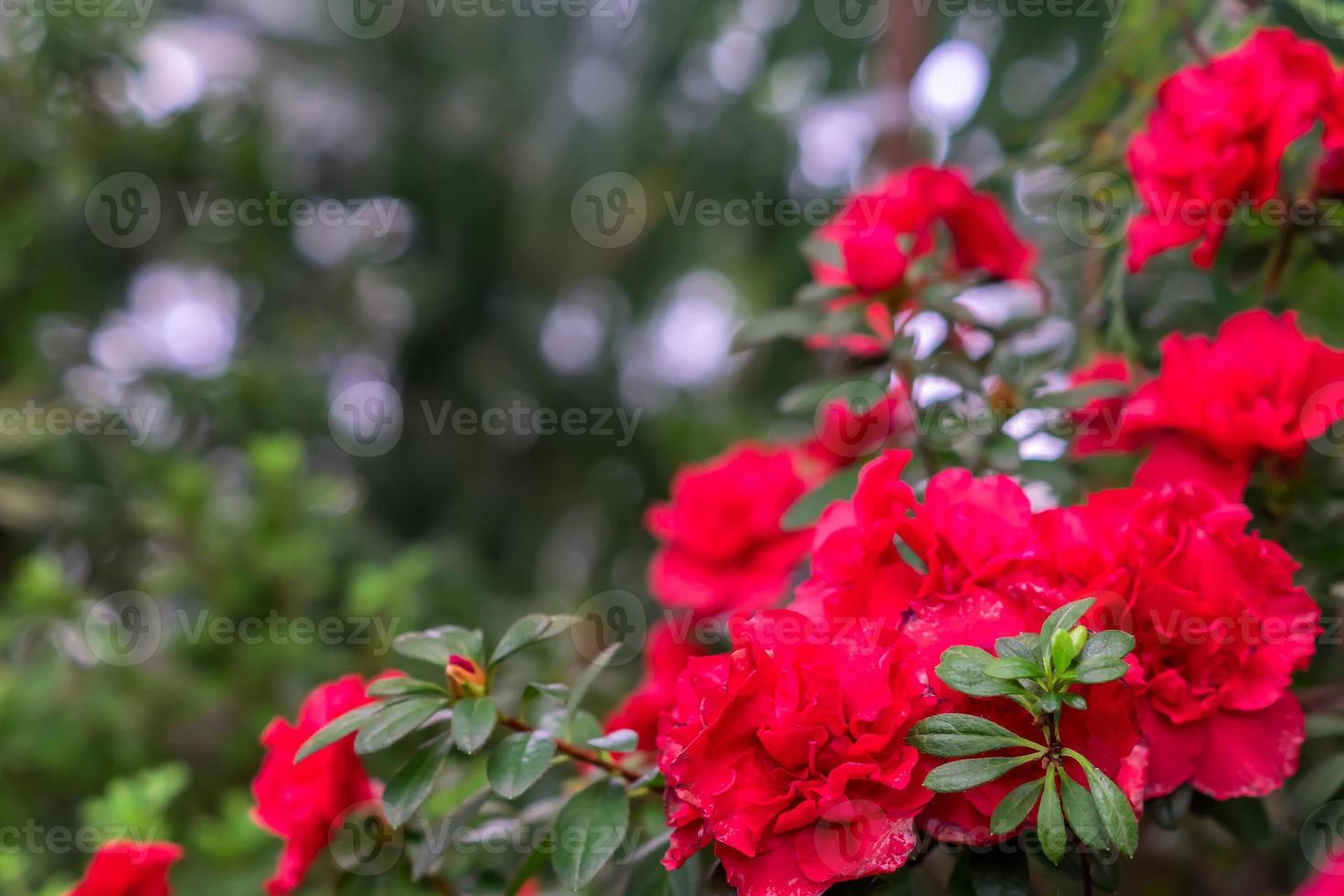 flores rojas de rododendro, azaleas en crecimiento en el jardín. 9979525  Foto de stock en Vecteezy