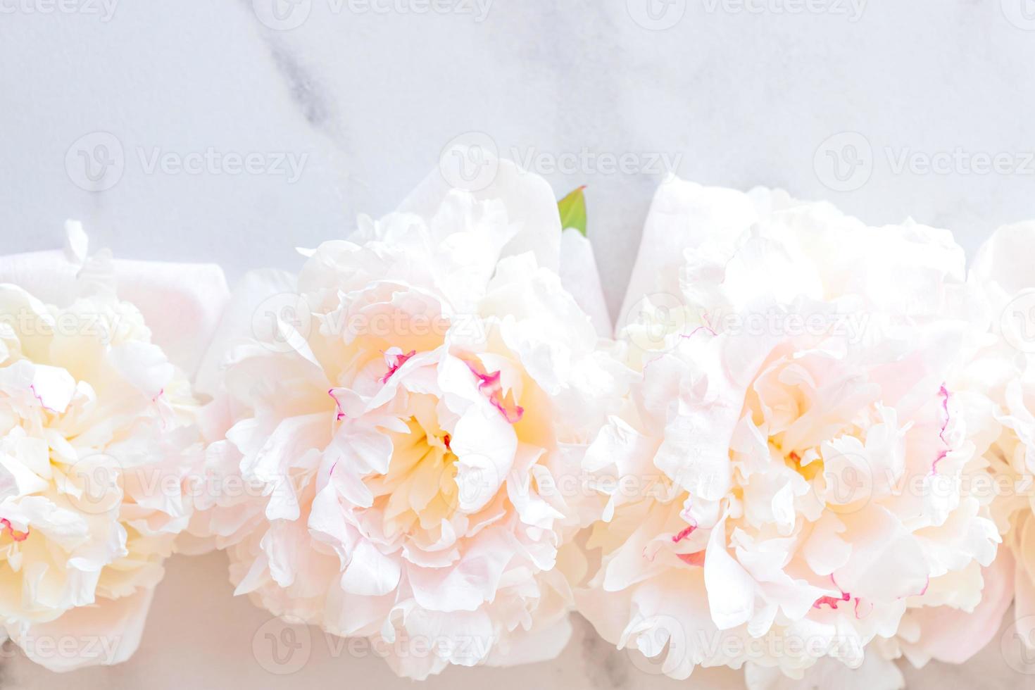 Flower composition. Pink peony flowers on white marble background. Flat lay. Top view with copy space. Mothers day or wedding background. Festive concept. Mockup photo