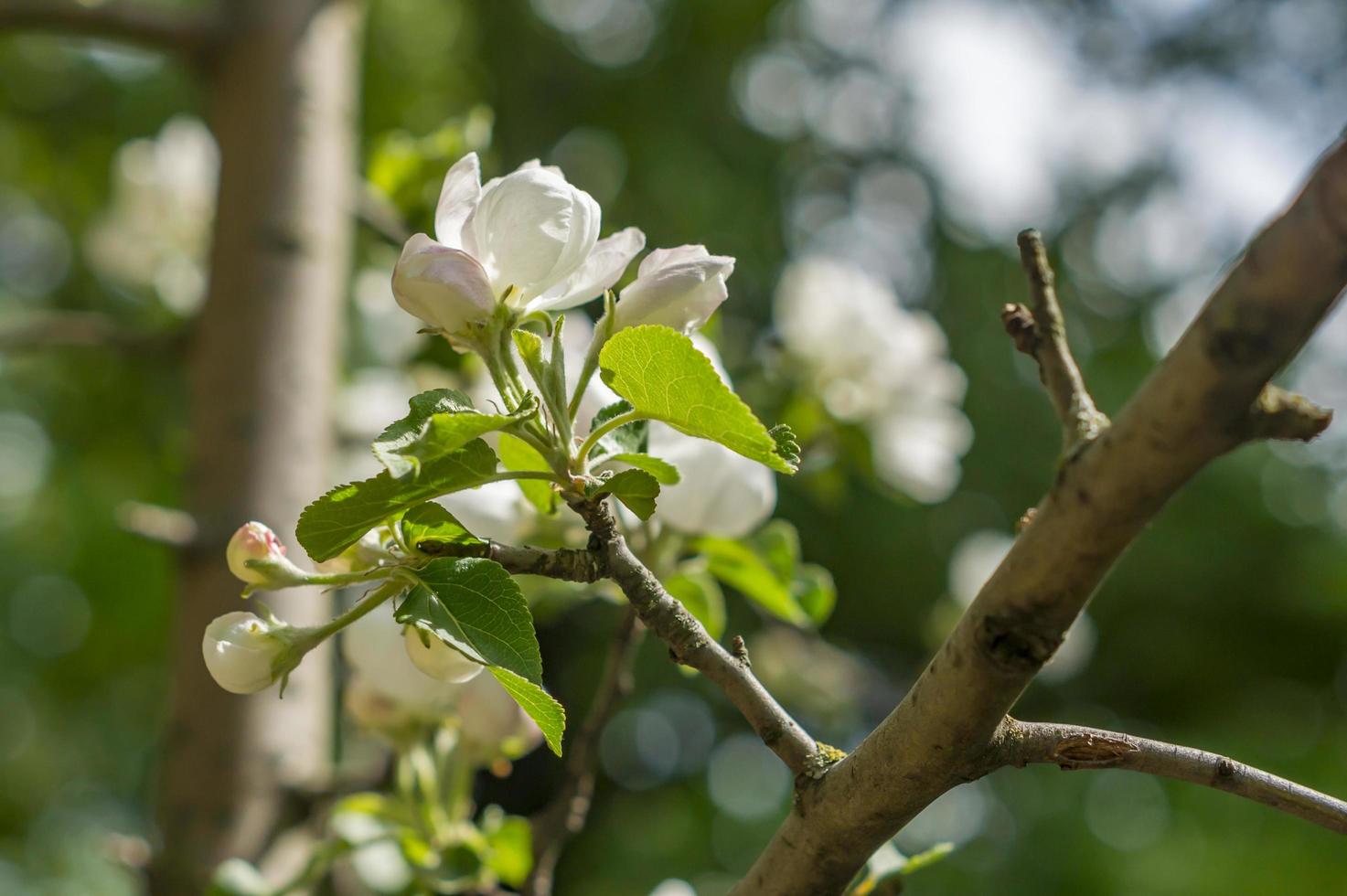 flor de manzano. flores blancas en rama foto