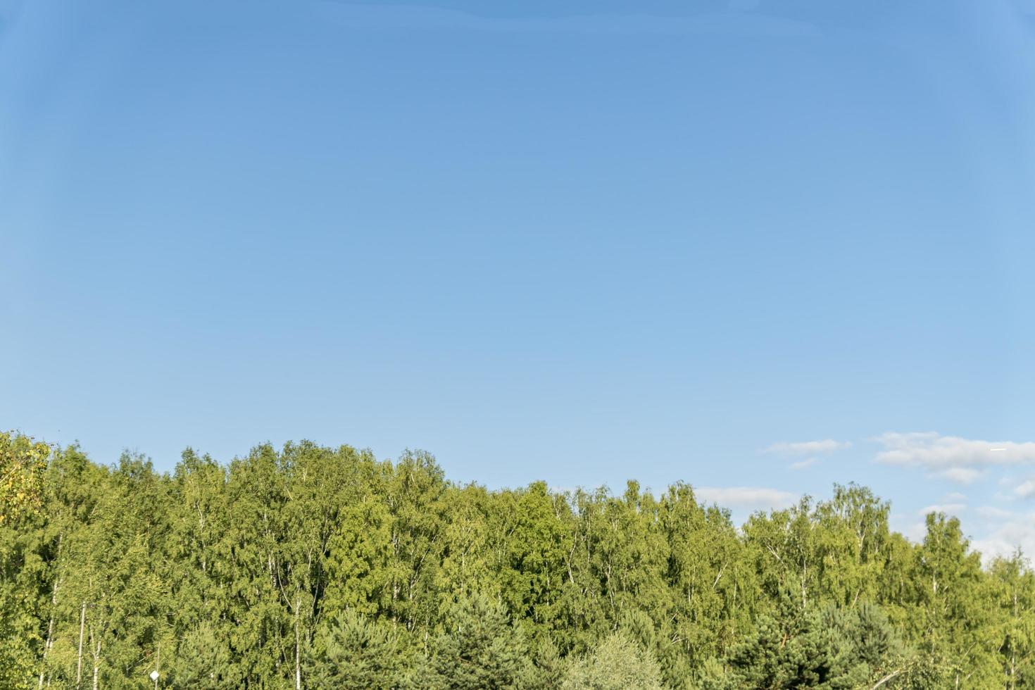 russian forest skyline photo